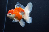 Thai Oranda  Sakura 4.5 Inch (ID#1210To5b-100) Free2Day SHIPPING