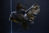 Thai Oranda  Black 6 Inch (ID#1108To6c-114)