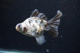 Butterfly  Calico 4 Inch (ID#415B8b-38) Free2Day SHIPPING