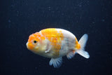 Ranchu  Sakura 4 Inch (ID#224R1c-49) Free2Day SHIPPING