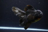 Thai Oranda  Black 6 Inch (ID#1108To6c-114)