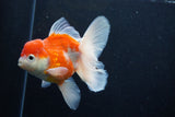 Thai Oranda  Sakura 4.5 Inch (ID#1210To5b-100) Free2Day SHIPPING