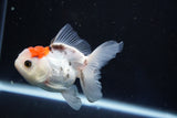 Juvenile Thai Oranda  Tricolor 3.5 Inch (ID#1018To13b-98) Free2Day SHIPPING