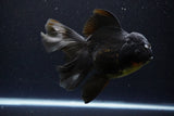 Thai Oranda  Black 6 Inch (ID#1108To6c-114)