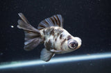 Butterfly  Calico 4 Inch (ID#415B8b-38) Free2Day SHIPPING