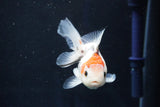 Juvenile Thai Oranda  Tricolor 3.5 Inch (ID#1018To13b-98) Free2Day SHIPPING