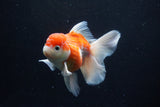 Thai Oranda  Sakura 4.5 Inch (ID#1210To5b-100) Free2Day SHIPPING