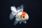 Juvenile Thai Oranda  Tricolor 3.5 Inch (ID#1018To13b-98) Free2Day SHIPPING