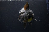 Thai Oranda  Black 6 Inch (ID#1108To6c-114)