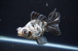 Butterfly  Calico 4 Inch (ID#415B8b-38) Free2Day SHIPPING
