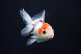 Juvenile Thai Oranda  Tricolor 3.5 Inch (ID#1018To13b-98) Free2Day SHIPPING