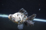 Butterfly  Calico 4 Inch (ID#415B8b-38) Free2Day SHIPPING