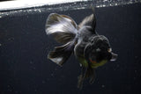 Thai Oranda  Black 6 Inch (ID#1108To6c-114)