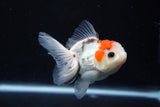 Juvenile Thai Oranda  Tricolor 3.5 Inch (ID#1018To13b-98) Free2Day SHIPPING