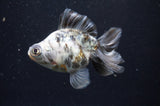 Butterfly  Calico 4 Inch (ID#415B8b-38) Free2Day SHIPPING
