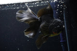 Thai Oranda  Black 6 Inch (ID#1108To6c-114)