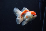 Thai Oranda  Sakura 4.5 Inch (ID#1210To5b-100) Free2Day SHIPPING