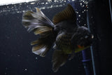 Thai Oranda  Black 6 Inch (ID#1108To6c-114)