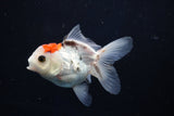 Juvenile Thai Oranda  Tricolor 3.5 Inch (ID#1018To13b-98) Free2Day SHIPPING