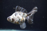 Butterfly  Calico 4 Inch (ID#415B8b-38) Free2Day SHIPPING