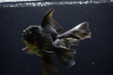 Thai Oranda  Black 6 Inch (ID#1108To6c-114)