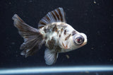Butterfly  Calico 4 Inch (ID#415B8b-38) Free2Day SHIPPING