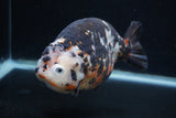 Jumbo Ranchu  Calico 5.5 Inch (ID#0103R14a-113)