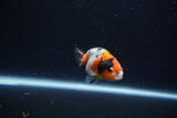 Baby Ranchu  Calico 2.5 Inch (ID#1224R9c-30) Free2Day SHIPPING