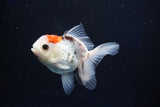 Juvenile Thai Oranda  Tricolor 3.5 Inch (ID#1018To13b-98) Free2Day SHIPPING