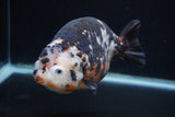 Jumbo Ranchu  Calico 5.5 Inch (ID#0103R14a-113)