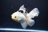 Thai Oranda  Panda 5.5 Inch (ID#1108To6c-115)