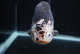 Jumbo Ranchu  Calico 5.5 Inch (ID#0103R14a-113)