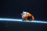 Baby Ranchu  Calico 2.5 Inch (ID#1224R9c-30) Free2Day SHIPPING