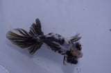 Butterfly  Calico 4 Inch (ID#415B8b-38) Free2Day SHIPPING