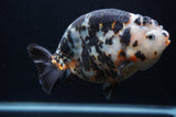 Jumbo Ranchu  Calico 5.5 Inch (ID#0103R14a-113)