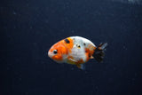 Baby Ranchu  Calico 2.5 Inch (ID#1224R9c-30) Free2Day SHIPPING