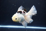 Thai Oranda  Panda 5.5 Inch (ID#1108To6c-115)