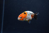 Baby Ranchu  Calico 2.5 Inch (ID#1224R9c-30) Free2Day SHIPPING