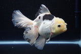 Thai Oranda  Panda 5.5 Inch (ID#1108To6c-115)