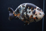 Jumbo Ranchu  Calico 5.5 Inch (ID#0103R14a-113)