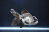 Juvenile Thai Oranda  Panda 3.5 Inch (ID#1022To13b-86) Free2Day SHIPPING