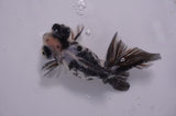 Butterfly  Calico 4 Inch (ID#415B8b-38) Free2Day SHIPPING
