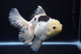 Thai Oranda  Panda 5.5 Inch (ID#1108To6c-115)