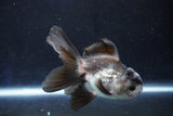 Juvenile Thai Oranda  Panda 3.5 Inch (ID#1022To13b-86) Free2Day SHIPPING