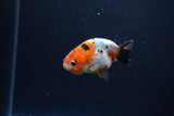 Baby Ranchu  Calico 2.5 Inch (ID#1224R9c-30) Free2Day SHIPPING