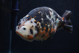 Jumbo Ranchu  Calico 5.5 Inch (ID#0103R14a-113)