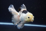 Thai Oranda  Panda 5.5 Inch (ID#1108To6c-115)