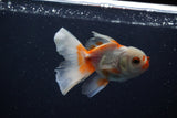 Juvenile Thai Oranda  Red White 4 Inch (ID#1206To12c-84) Free2Day SHIPPING