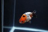 Baby Ranchu  Calico 2.5 Inch (ID#1224R9c-30) Free2Day SHIPPING