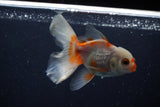 Juvenile Thai Oranda  Red White 4 Inch (ID#1206To12c-84) Free2Day SHIPPING